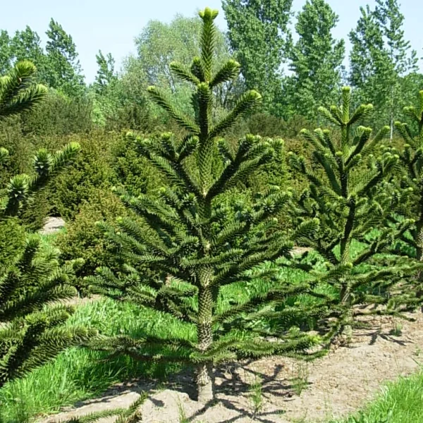 Araucaria araucana – Désespoir du singe