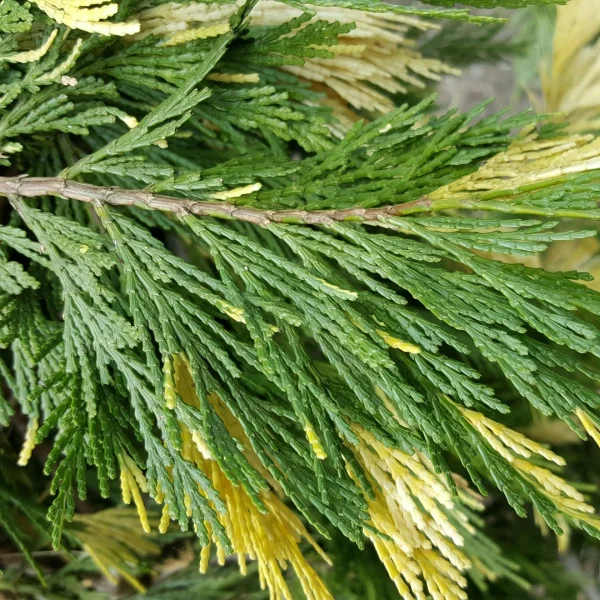Calocedrus decurrens 'Aureovariegata' – Calocedrus decurrens 'Aureovariegata'