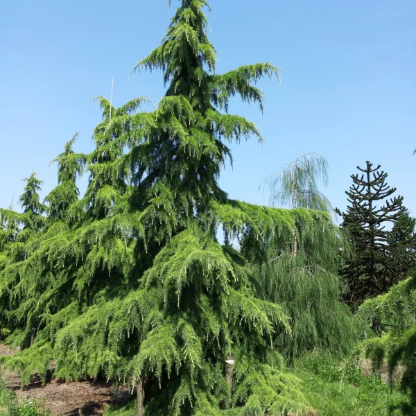 Cedrus deodara – Cèdre de l'Himalaya