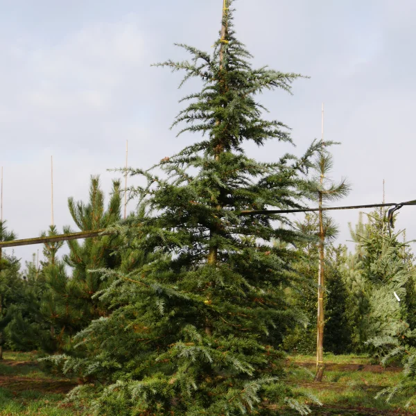 Cedrus deodara 'Bushes Electra' – Cedrus deodara 'Bushes Electra'