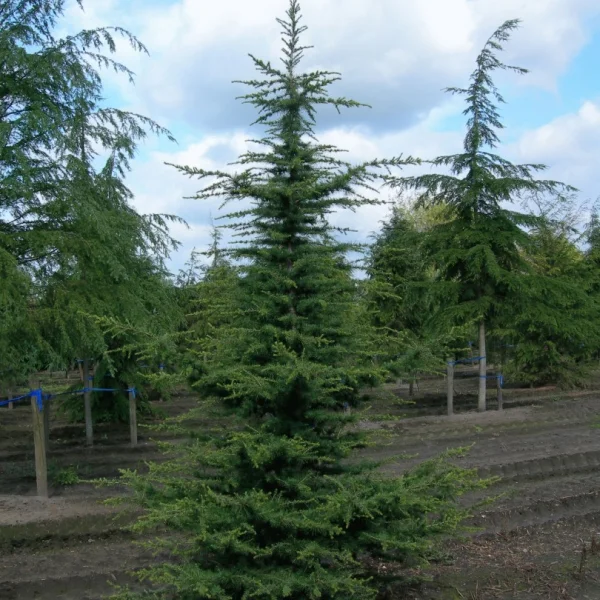 Cedrus libani – Cèdre du Liban