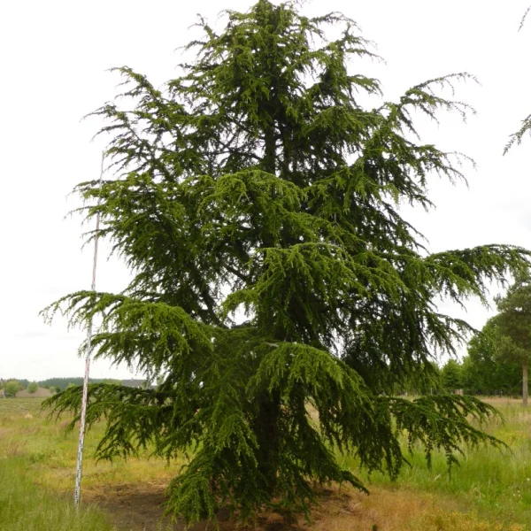 Cedrus libani subsp. atlantica – Cèdre de l'Atlas