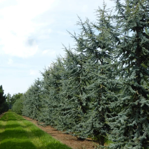 Cedrus libani 'Glauca' – Cèdre bleu