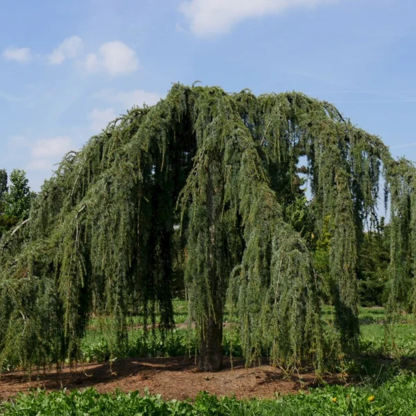 Cedrus libani 'Glauca Pendula' – Cèdre pleureur bleu