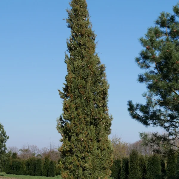 Cupressus sempervirens – Cyprès de Provence