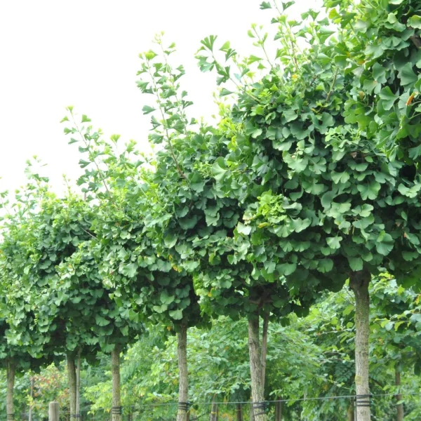 Ginkgo biloba GLOBUS ('Barabits Sztráda') – Ginkgo biloba GLOBUS (‘Barabits Sztráda’)