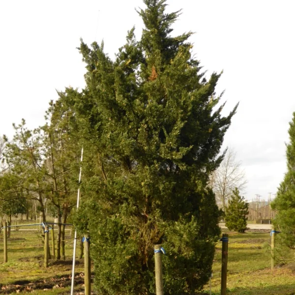 Juniperus chinensis 'Variegata' – Juniperus chinensis 'Variegata'