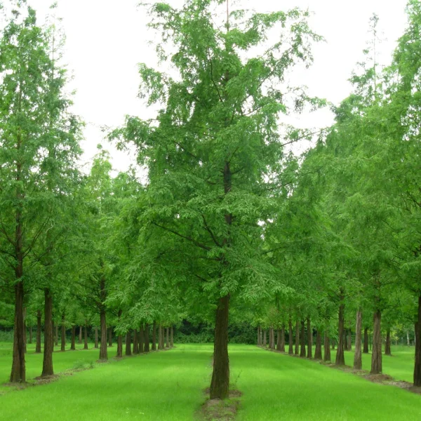 Metasequoia glyptostroboides – Métaséquoia de Chine