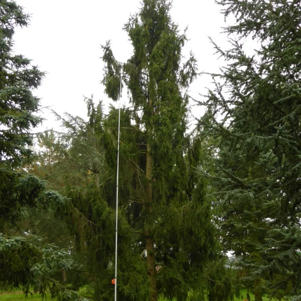 Picea abies 'Pendula' – Picea abies 'Pendula'
