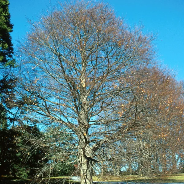 Fagus grandifolia – Hêtre d'Amérique