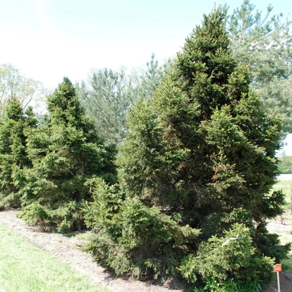 Picea abies 'Will's Zwerg' – Picea abies 'Will's Zwerg'