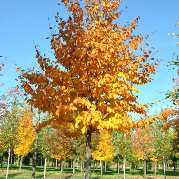 Fagus orientalis – Hêtre d'Orient