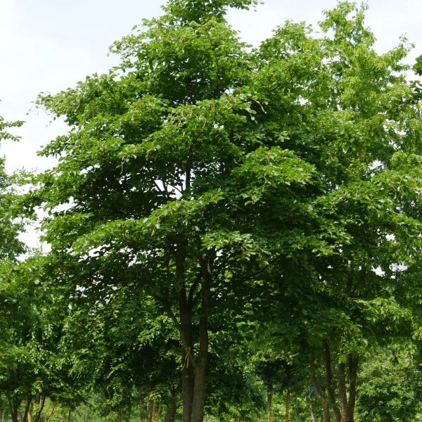 Fagus sylvatica – Hêtre commun