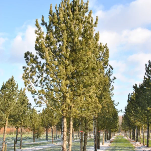 Pinus cembra – Arolle, Alvier, Pin des rochers Suisses