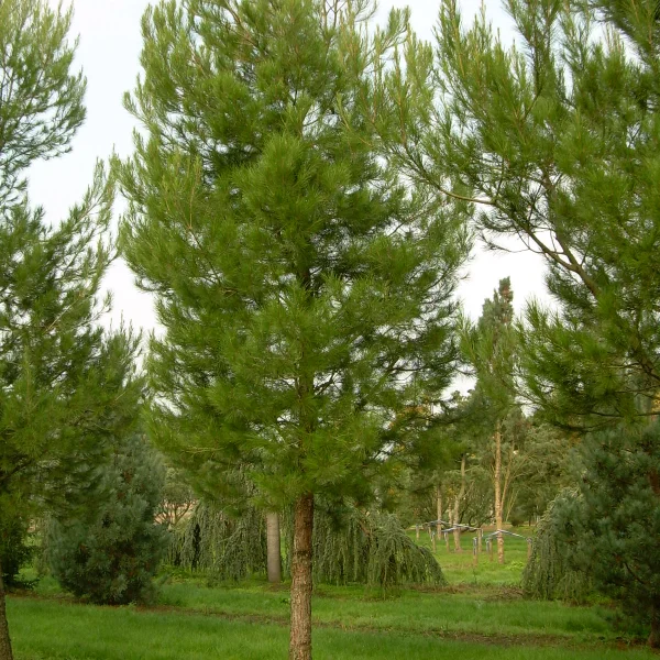 Pinus halepensis – Pinus halepensis