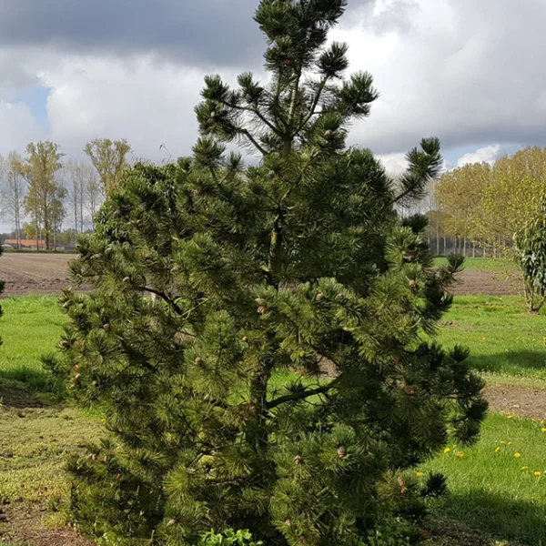 Pinus heldreichii – Pin blanc de Bosnie