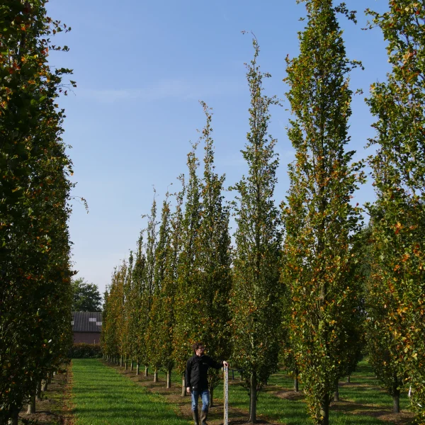Fagus sylvatica 'Dawyck' – Hêtre pyramidal