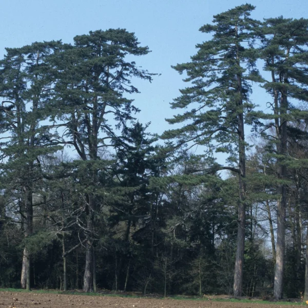 Pinus nigra subsp. laricio – Pin laricio
