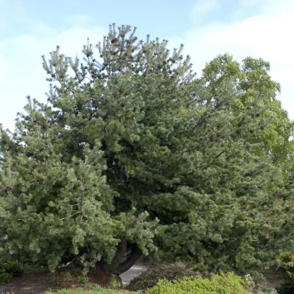 Pinus parviflora – Pin blanc du Japon