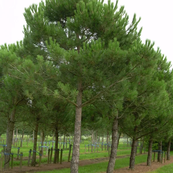 Pinus pinea – Pin parasol, Pin pignon, Pin pinier