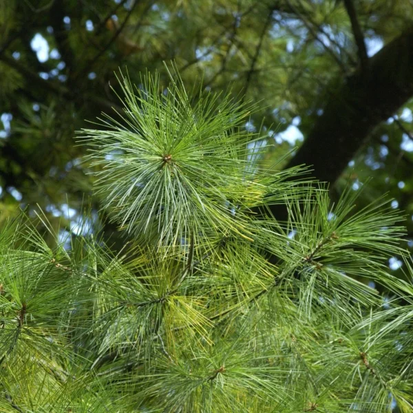 Pinus strobus – Pin Weymouth