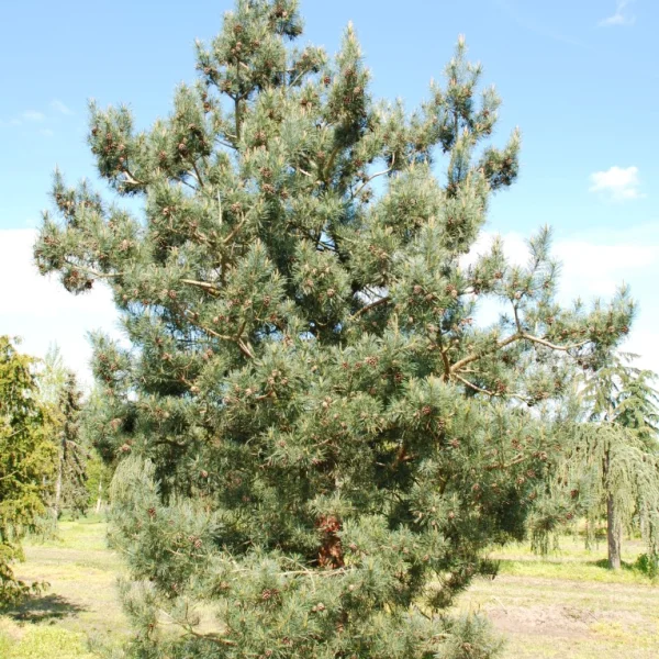 Pinus sylvestris 'Bonna' – Pinus sylvestris 'Bonna'