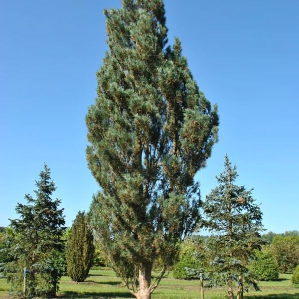 Pinus sylvestris 'Fastigiata' – Pinus sylvestris 'Fastigiata'