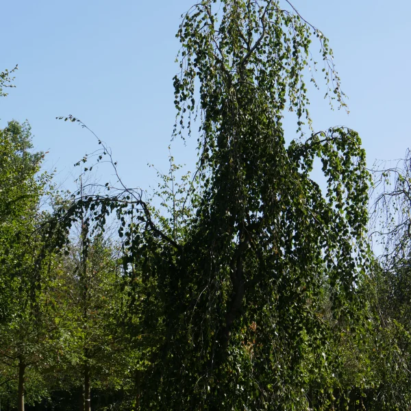 Fagus sylvatica 'Pendula' – Hêtre pleureur