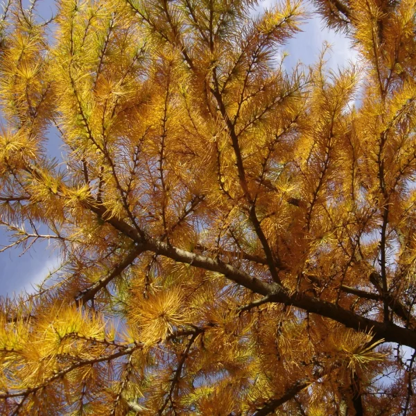 Pseudolarix amabilis – Mélèze de la Chine