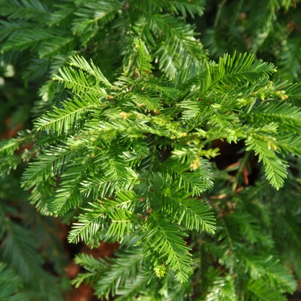 Sequoia sempervirens – Sequoia sempervirens