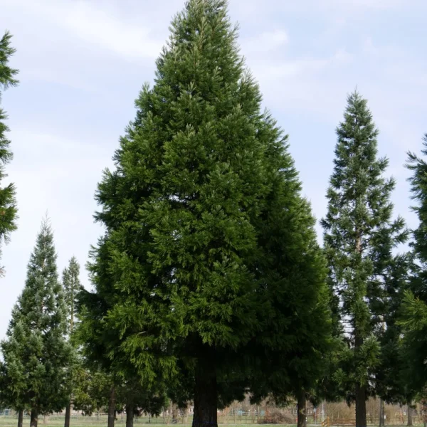 Sequoiadendron giganteum – Sequoia de Californie