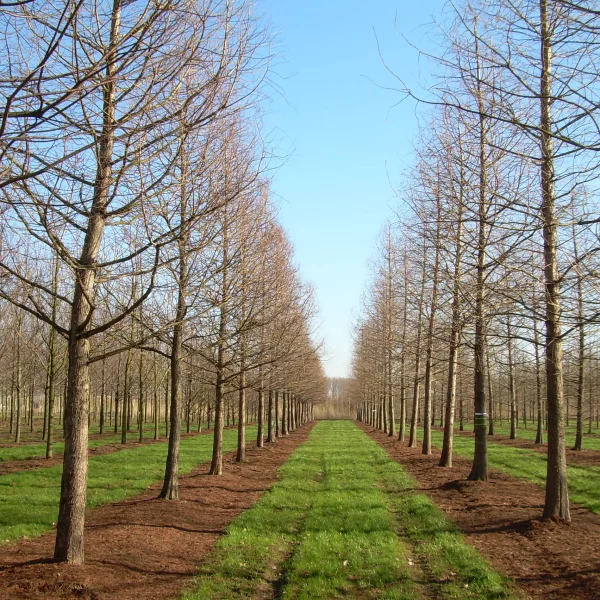 Taxodium distichum – Cyprès chauve, Cyprès de la Louisiane