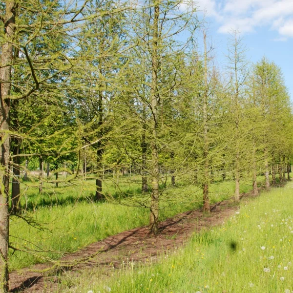 Taxodium distichum var. imbricatum – Taxodium distichum var. imbricatum