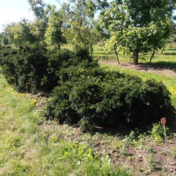 Taxus baccata 'Repandens' – Taxus baccata 'Repandens'