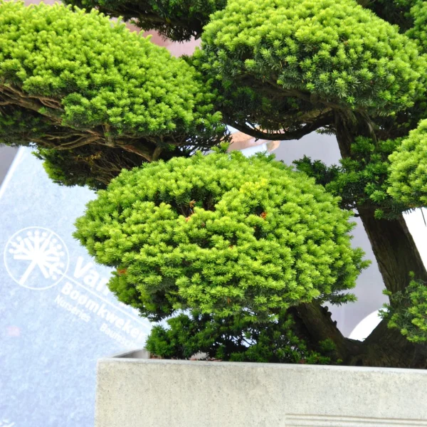 Taxus cuspidata – If de Japon