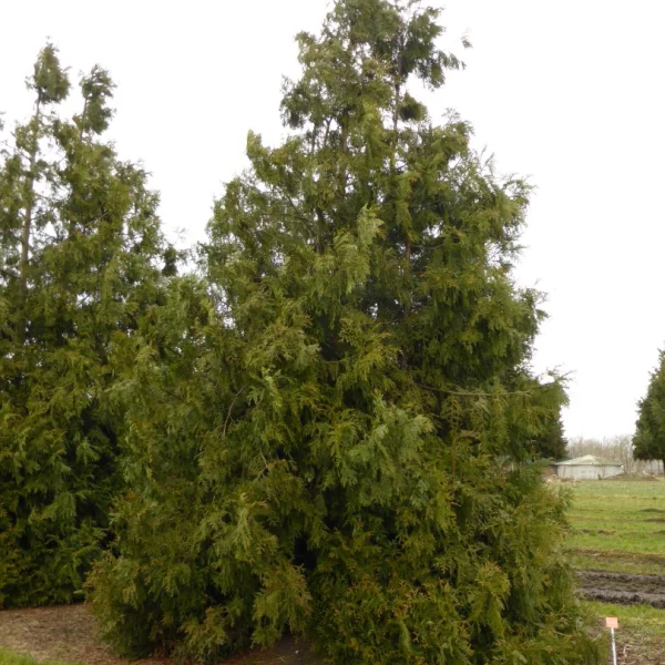 Thujopsis dolabrata – Hiba