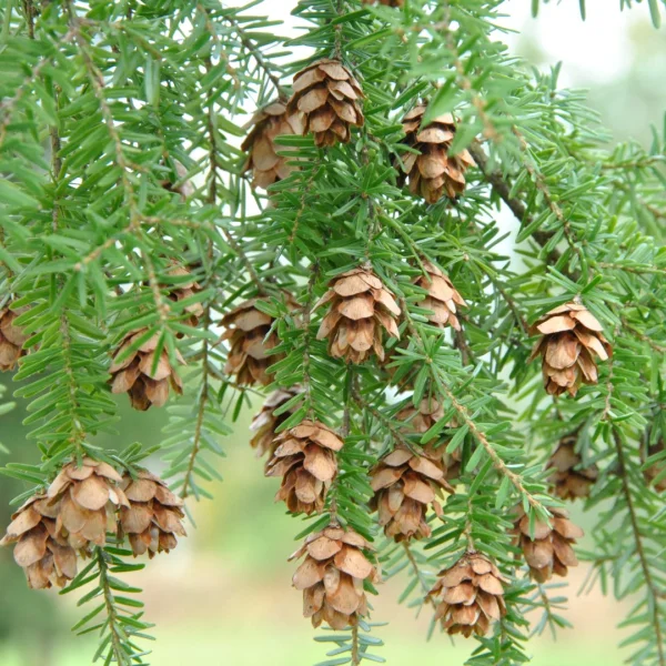 Tsuga heterophylla – Tsuga de Californie