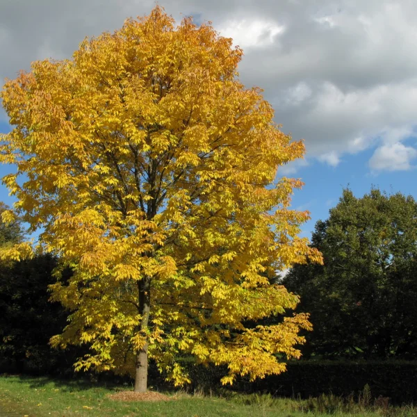 Fraxinus americana – Frêne blanc