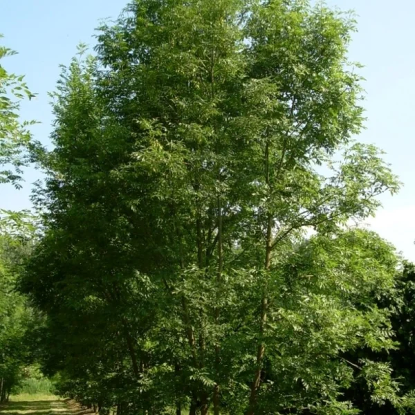 Fraxinus excelsior – Frêne commun, Grand frêne, Gaïac des allemands
