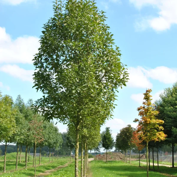 Fraxinus excelsior 'Diversifolia' – Frêne à feuille simple