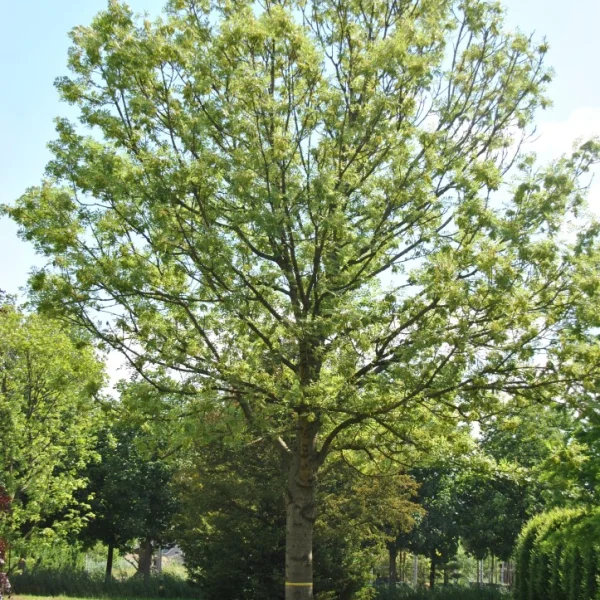 Fraxinus excelsior 'Jaspidea' – Frêne à bois Jaune