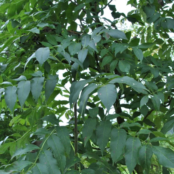 Fraxinus excelsior 'Westhof's Glorie' – Fraxinus excelsior 'Westhof's Glorie'