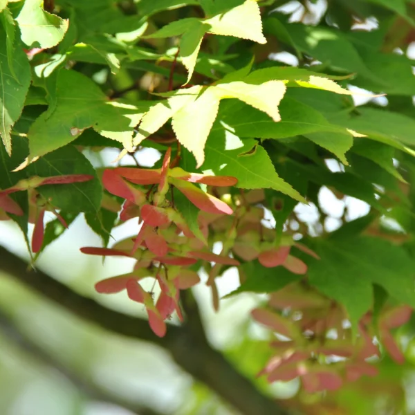 Acer palmatum 'Ôsakazuki' – Acer palmatum 'Ôsakazuki'