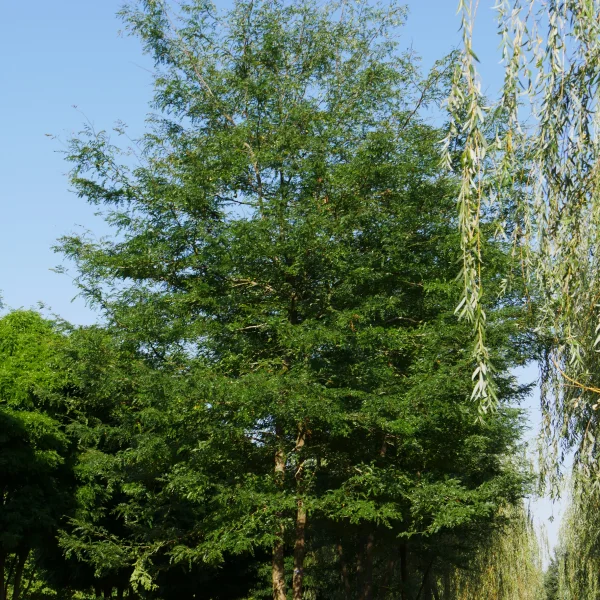 Gleditsia triacanthos – Févier à trois épines, Févier d'Amérique