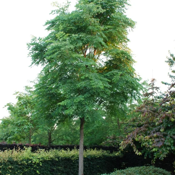 Gymnocladus dioica – Chicot