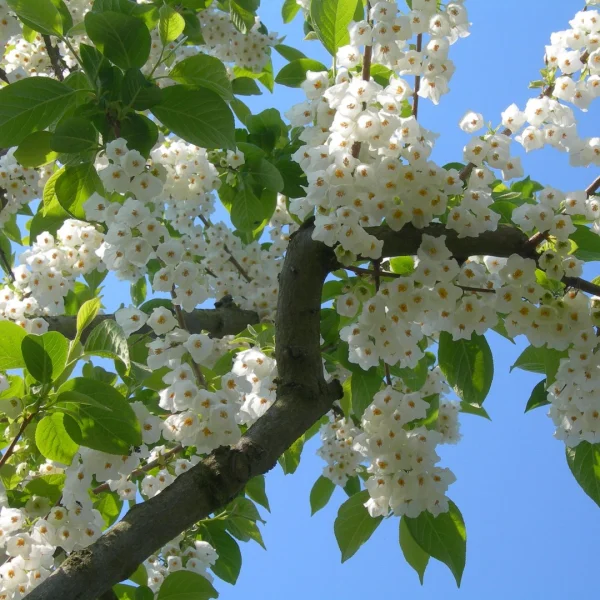 Halesia carolina – Halésie