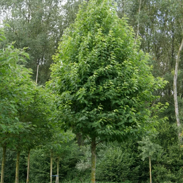 Halesia monticola – Halésie