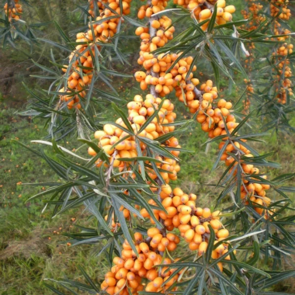 Hippophae rhamnoides – Argousier