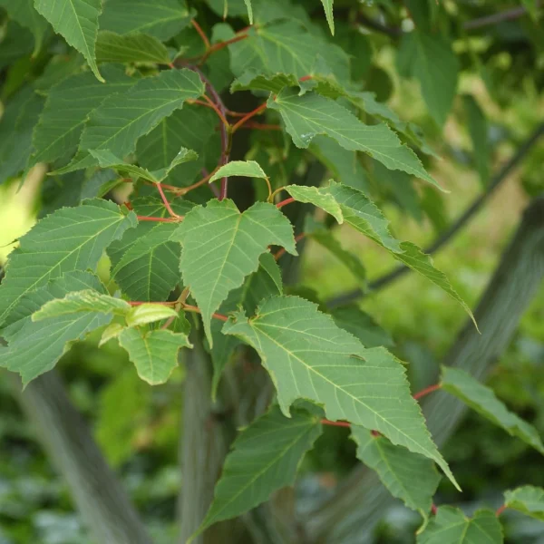 Acer pensylvanicum – Érable jaspé