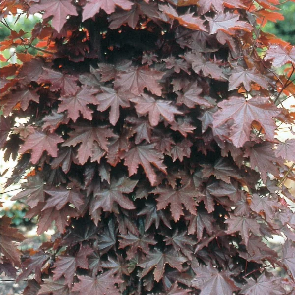 Acer platanoides 'Crimson Sentry' – Acer platanoides 'Crimson Sentry'